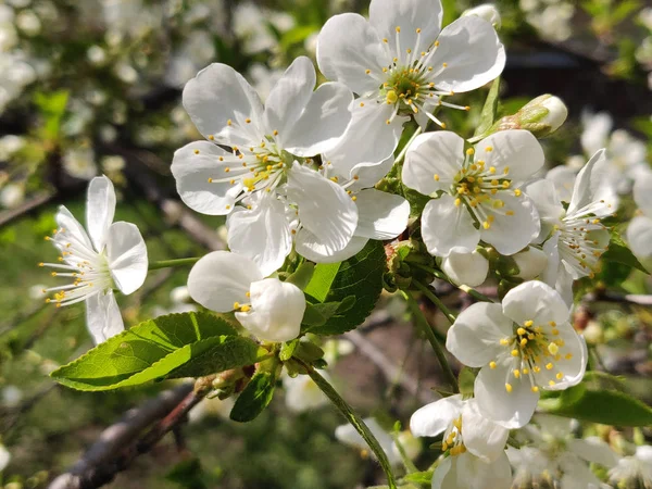春の枝の桜の花 — ストック写真