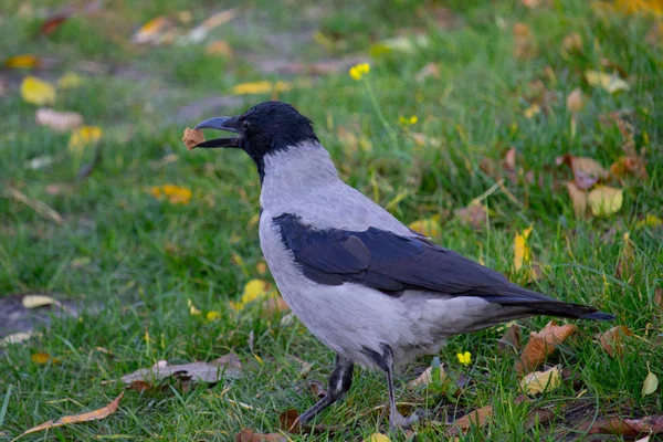 Kråkfågel Sommarparken — Stockfoto