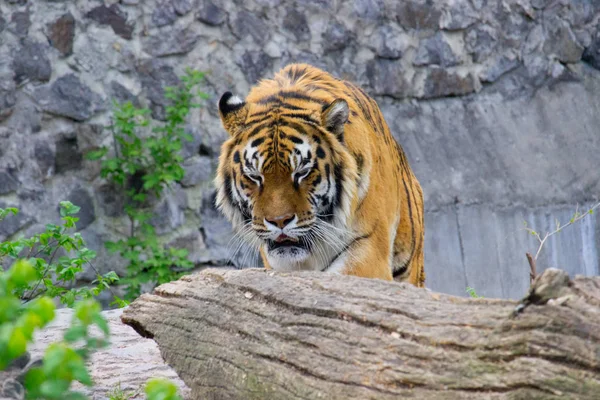 Siberian tiger walking on a summer day