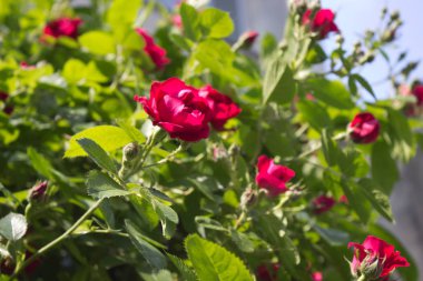 Bahçede açan kırmızı bir gülün fotoğrafı.