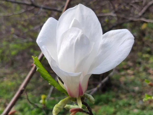 Магнолия Цветок Весной Парке — стоковое фото