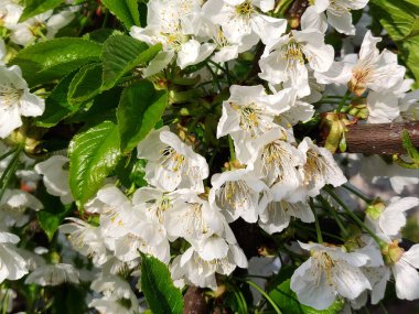 İlkbaharda güzel beyaz armut çiçekleri
