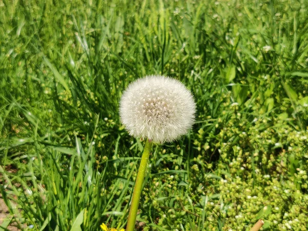 春には草地にタンポポの花 — ストック写真