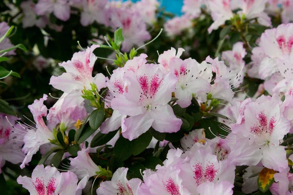 Azalea Blomma Blommar Ren Parken — Stockfoto