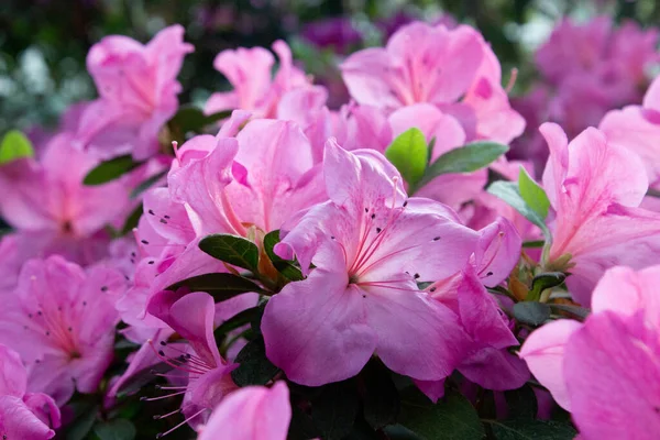 Azalea Blomma Blommar Ren Parken — Stockfoto