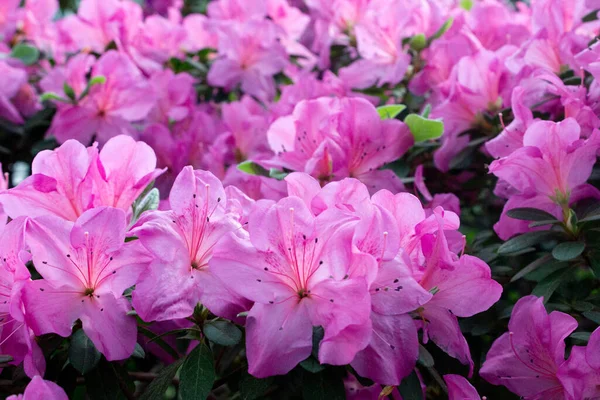 Azalea Blomma Blommar Ren Parken — Stockfoto