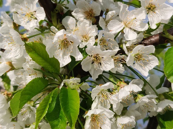 春の美しい白い梨の花 — ストック写真