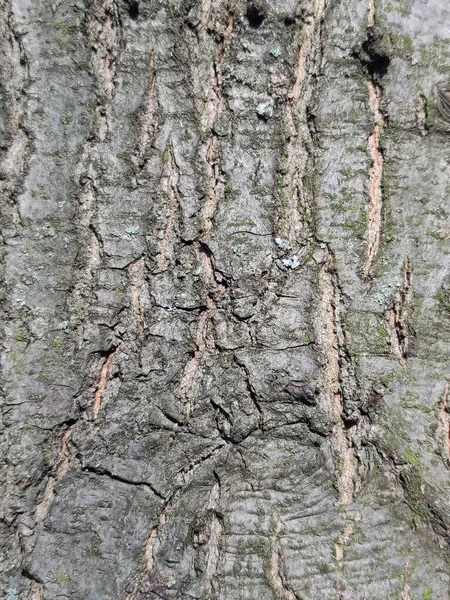 Ξεφλουδισμένος Φλοιός Δέντρου Ξύλινη — Φωτογραφία Αρχείου