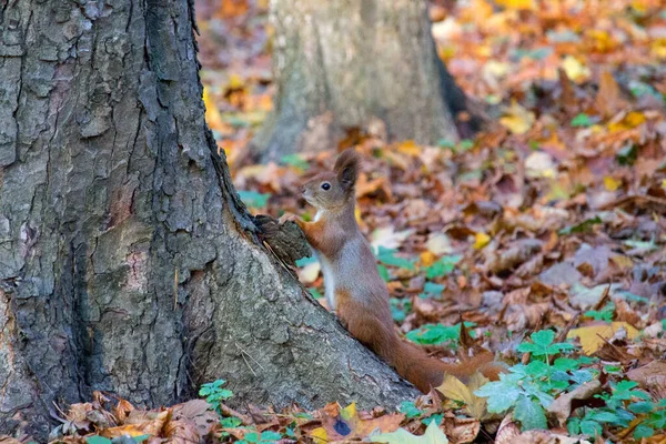 Sonbahar Parkında Kırmızı Sincap — Stok fotoğraf