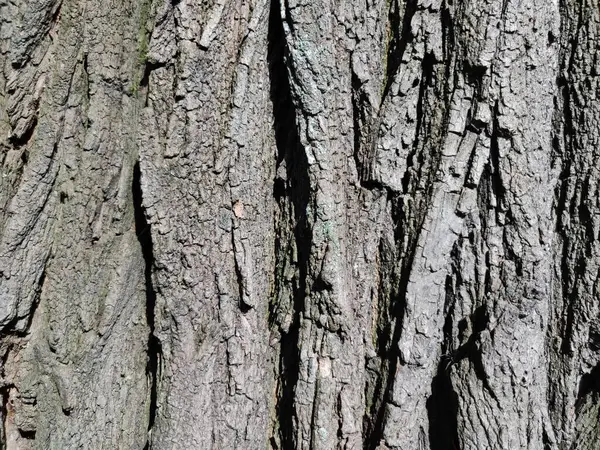 Strukturovaná Kůra Stromu Dřevěná Textura — Stock fotografie