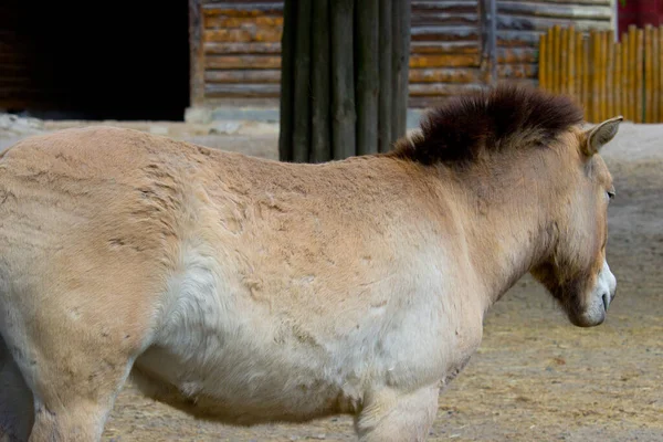 Caballo Salvaje Przewalski Caballo Przewalski Equus Przewalskii Caballo Dzungarian Equus —  Fotos de Stock