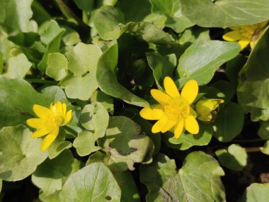 Ranunculus acris (çayır çiçeği, uzun düğün çiçeği, yaygın düğün çiçeği, dev düğün çiçeği) güzel sarı çiçek