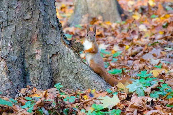 秋天公园里的红松鼠 — 图库照片