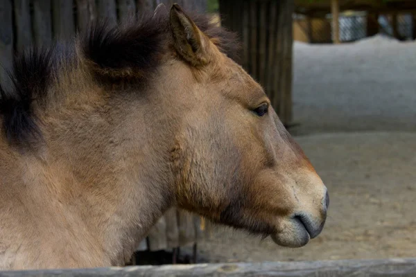 Caballo Salvaje Przewalski Caballo Przewalski Equus Przewalskii Caballo Dzungarian Equus —  Fotos de Stock