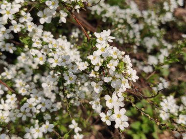 Bahçede çiçek açan beyaz Spiraea (Meadowsweet)