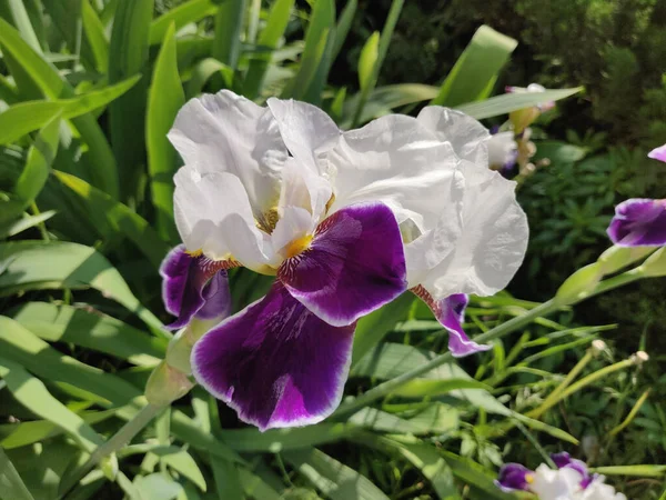 夏初一朵美丽的虹膜花的特写 — 图库照片