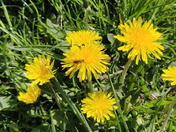 Fiore Tarassaco Nel Prato Primavera — Foto Stock