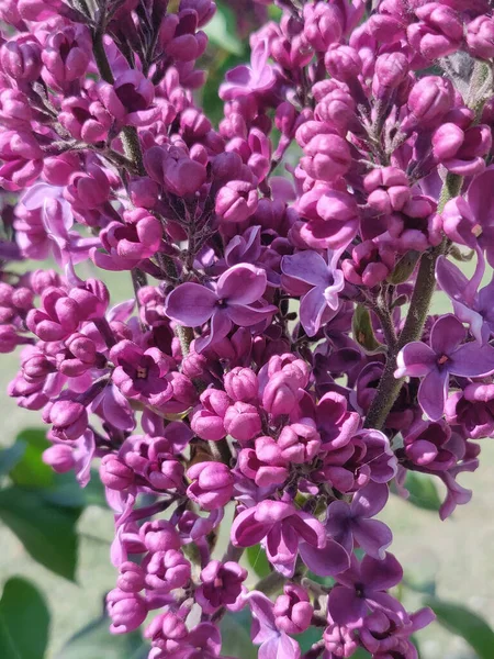 公園の春に美しいライラックの花 — ストック写真