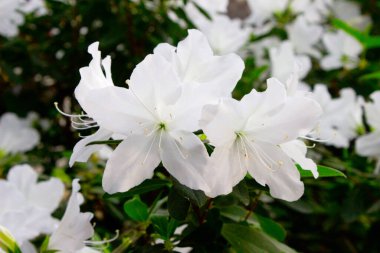 Azalea çiçeği parkta baharda çiçek açıyor.