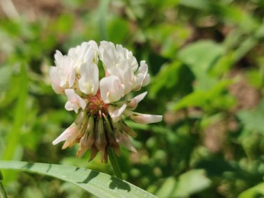 İlkbaharda beyaz yonca çiçekleri