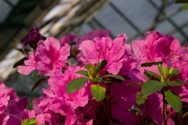 Azalea çiçeği parkta baharda çiçek açıyor.