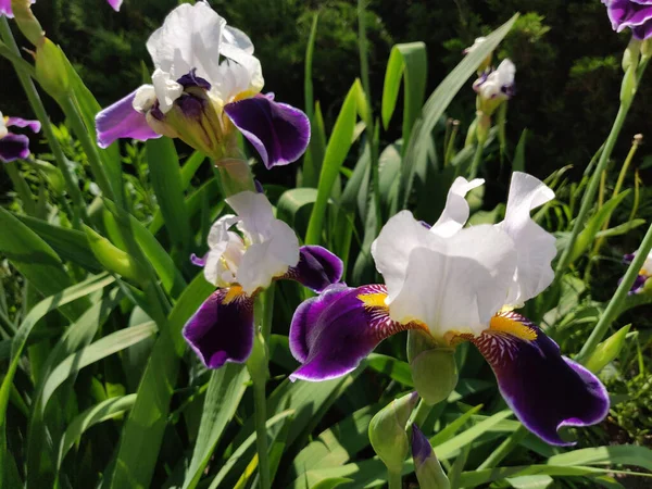 Närbild Vacker Iris Blommor Början Sommaren — Stockfoto