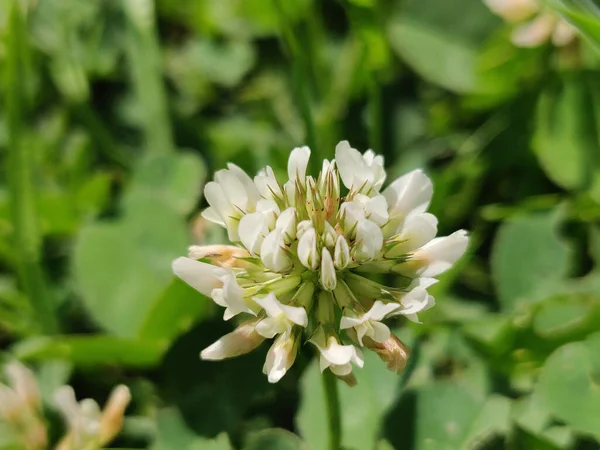 Fleurs Trèfle Blanc Printemps — Photo