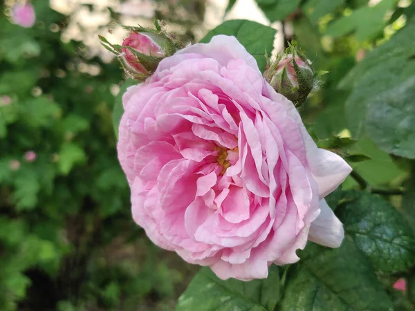 Foto Van Een Bloeiende Roze Roos Een Tuin — Stockfoto