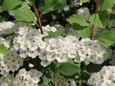 Bahçede çiçek açan beyaz Spiraea (Meadowsweet)