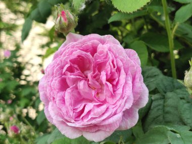 Bahçede açan pembe bir gülün fotoğrafı.