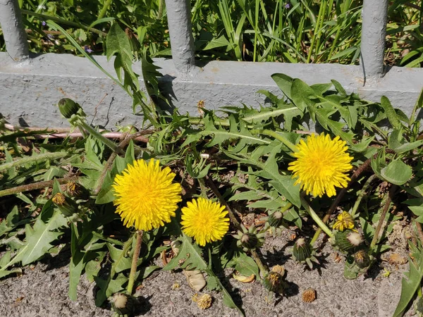 Fioritura Fiore Tarassaco Primavera — Foto Stock