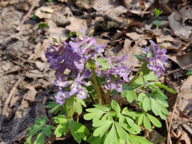 Corydalis ilkbaharın başlarında çiçek açmış vahşi orman çiçekleri. Yeşil yapraklı güzel küçük bitkiler