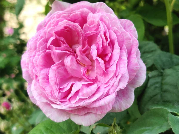 Foto Van Een Bloeiende Roze Roos Een Tuin — Stockfoto