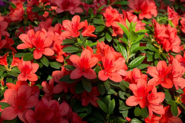 Azalea Blomma Blommar Ren Parken — Stockfoto