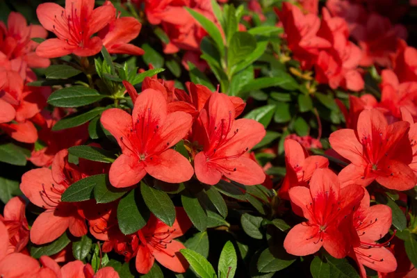 Azálea Virág Virágzik Tavasszal Parkban — Stock Fotó