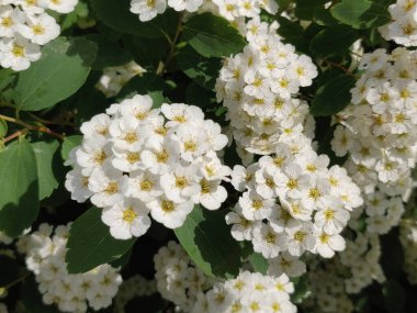 Bahçede çiçek açan beyaz Spiraea (Meadowsweet)