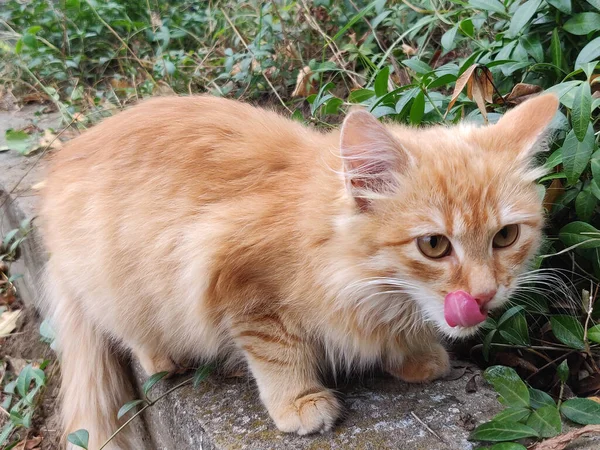 Röd Katt Grönt Gräs — Stockfoto