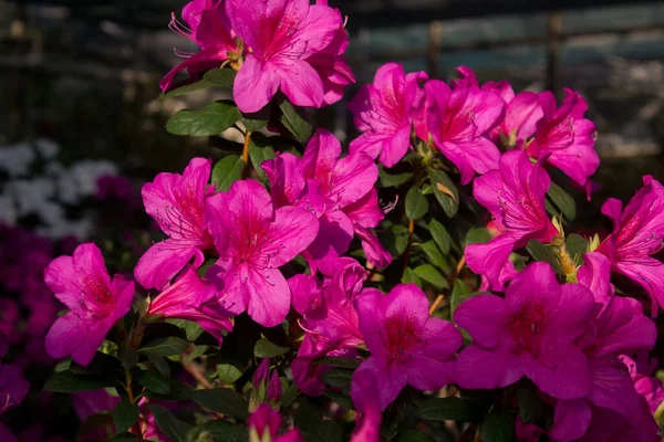 Azalea Blomma Blommar Ren Parken — Stockfoto