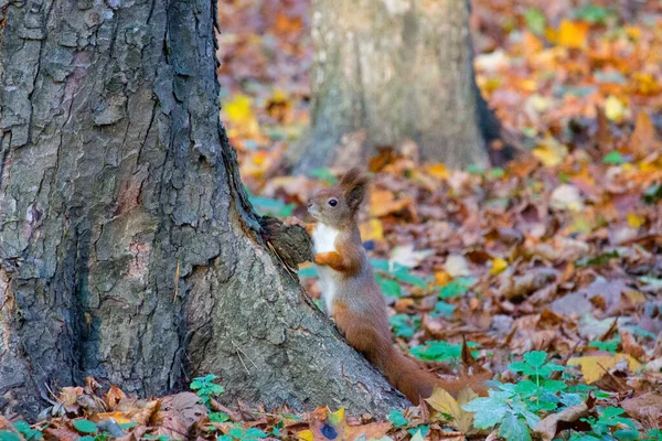 Ardilla Roja Parque Otoño — Foto de Stock