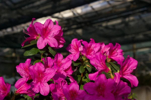 Azalea çiçeği parkta baharda çiçek açıyor.