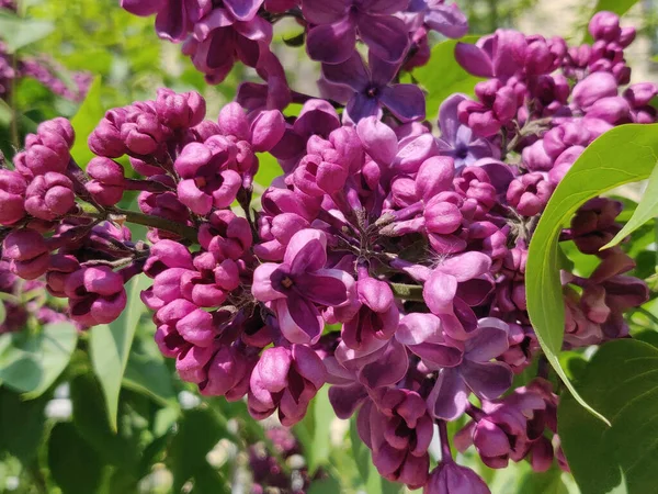 春に公園でライラックの花 — ストック写真