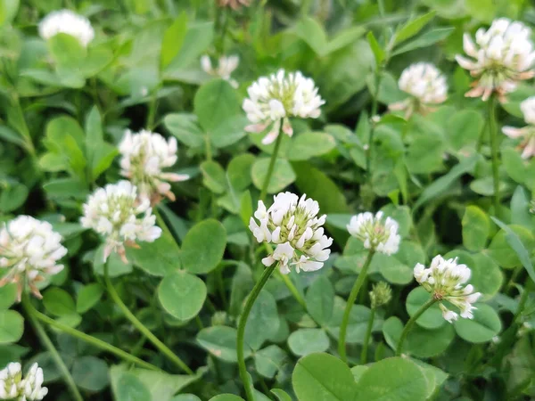 春天的白三叶草花 — 图库照片