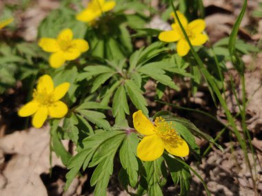 Sarı anemon ranculoides çiçekleri. Bahar çiçekleri..