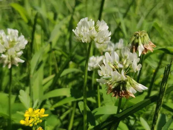 Fleurs Trèfle Blanc Printemps — Photo