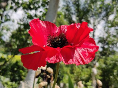 Yazın parlak kırmızı gelincik çiçeği