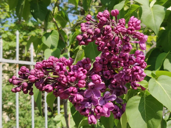 春に公園でライラックの花 — ストック写真