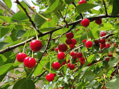 Olgun kırmızı kiraz yeşil yapraklı bir dalda