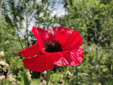 Yazın güzel kırmızı gelincik çiçeği