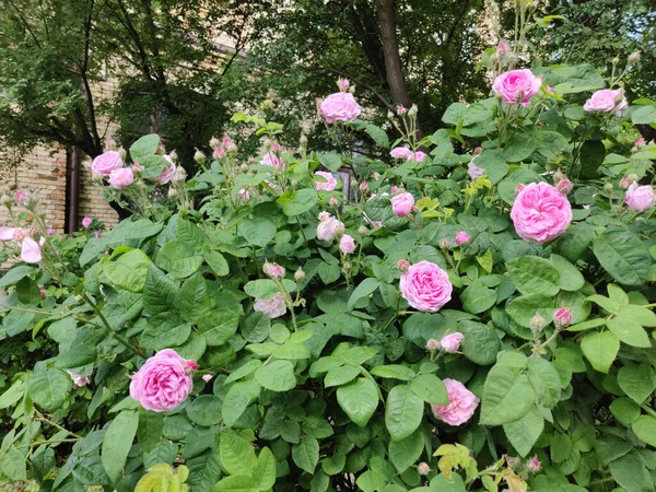 Bahçede Açan Pembe Bir Gülün Fotoğrafı — Stok fotoğraf