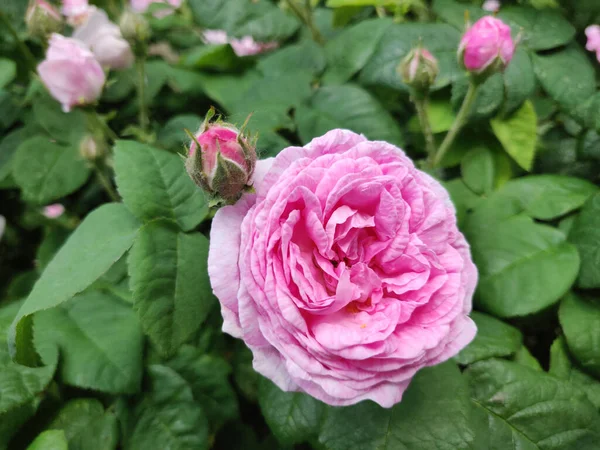 Foto Van Een Bloeiende Roze Roos Een Tuin — Stockfoto